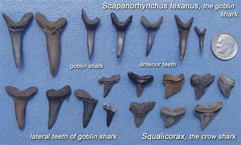 ancient shark teeth identification.